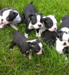 Puppies For Sale!