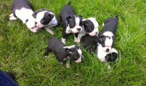 Puppies For Sale!