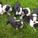 Puppies For Sale!