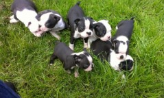 Puppies For Sale!