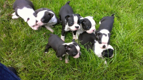 Puppies For Sale!