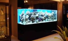 2.5 Meter Fish Tank With Fish And Accessories